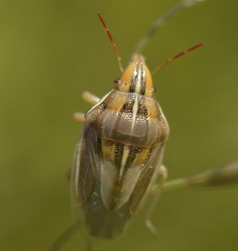 Réf. 244 363 : Aelia rostrata